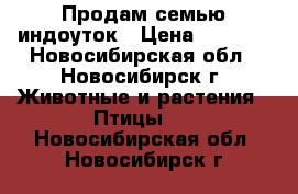 Продам семью индоуток › Цена ­ 4 200 - Новосибирская обл., Новосибирск г. Животные и растения » Птицы   . Новосибирская обл.,Новосибирск г.